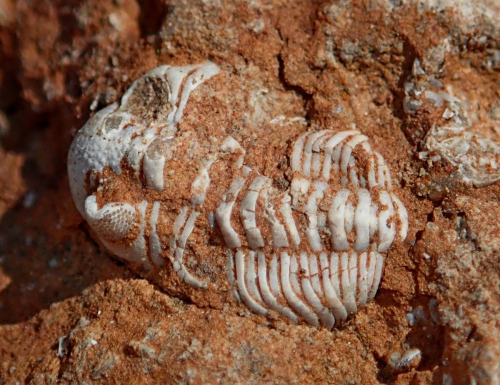 Лекция СПбГУ «Погребенные почвы Санкт-Петербурга допетровских времен: от прошлого к настоящему». Многоликая ГЕО. ЦМП им. В.В. Докучаева