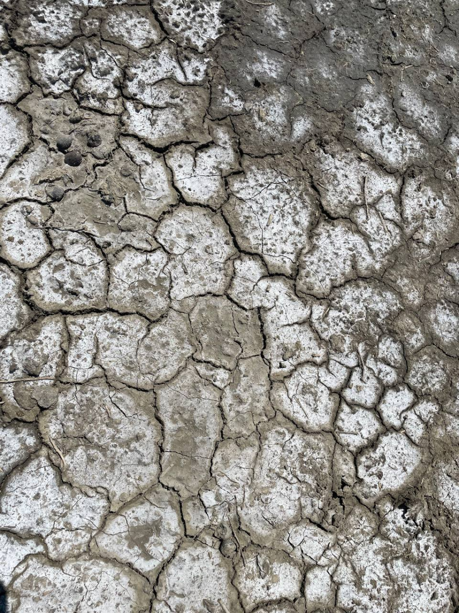 Экспедиция «Республика Дагестан». Солончак. ЦМП им. В.В. Докучаева